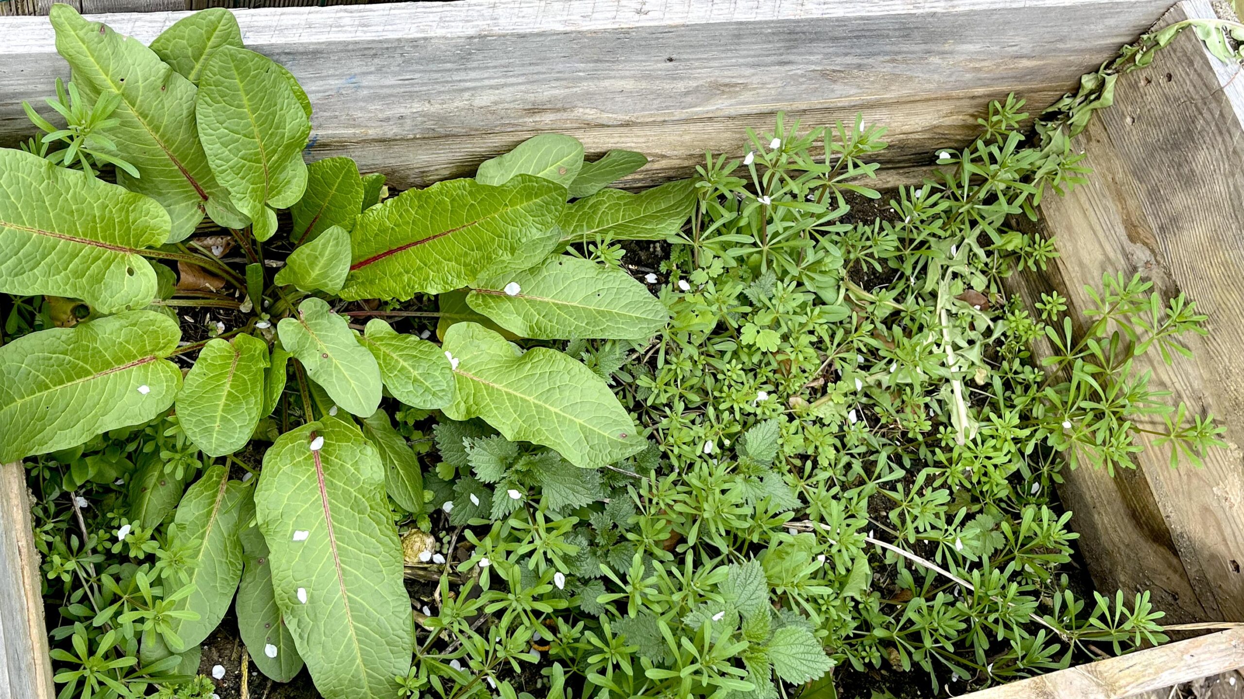 Geschichten vom Labkraut: Winterschlaf und Pflanzentratsch