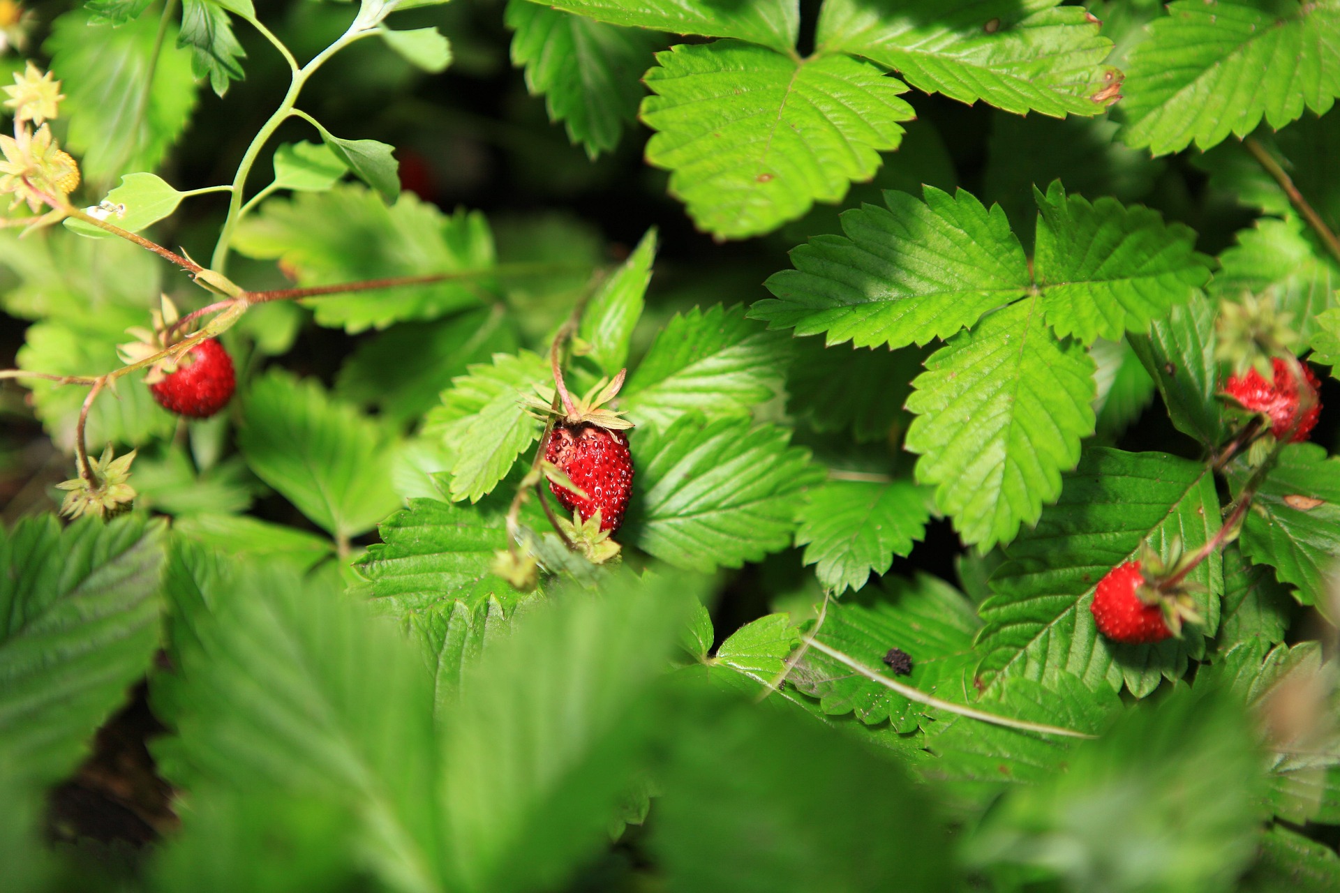 reife Walderdbeeren